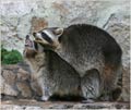 Zoo in Haifa, Israel