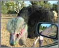 Ramat Gan safari zoo