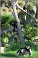 Ramat Gan safari zoo