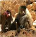 Haifa zoo