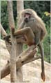 Zoo in Haifa, Israel